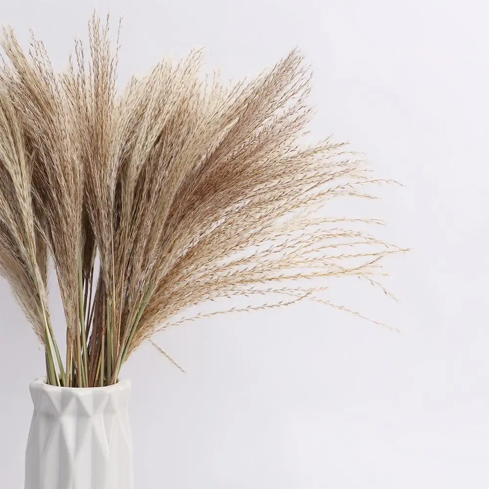 

Natural Gift Holiday Reed Flower Bunch Plants Dried Flower Phragmites Home Decor Pampas Grass