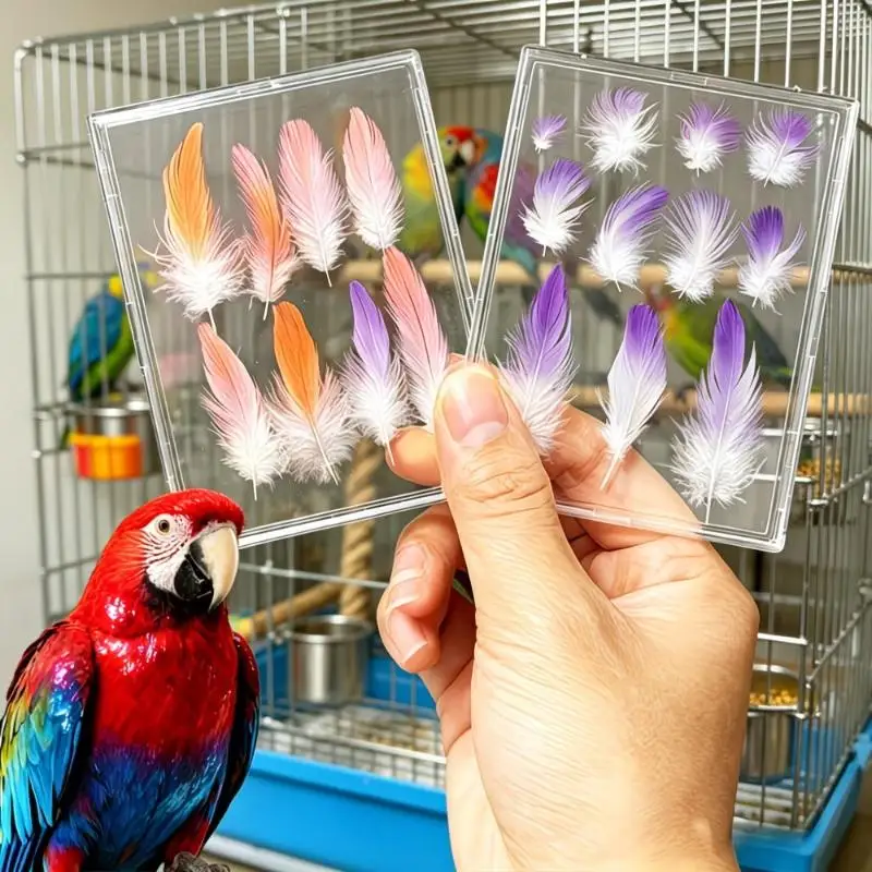 Pet Bird Feather Keepsake Display Box Waterproof Clear Acrylic Parrot Souvenir Holder for Memory Collection Desktop Decor