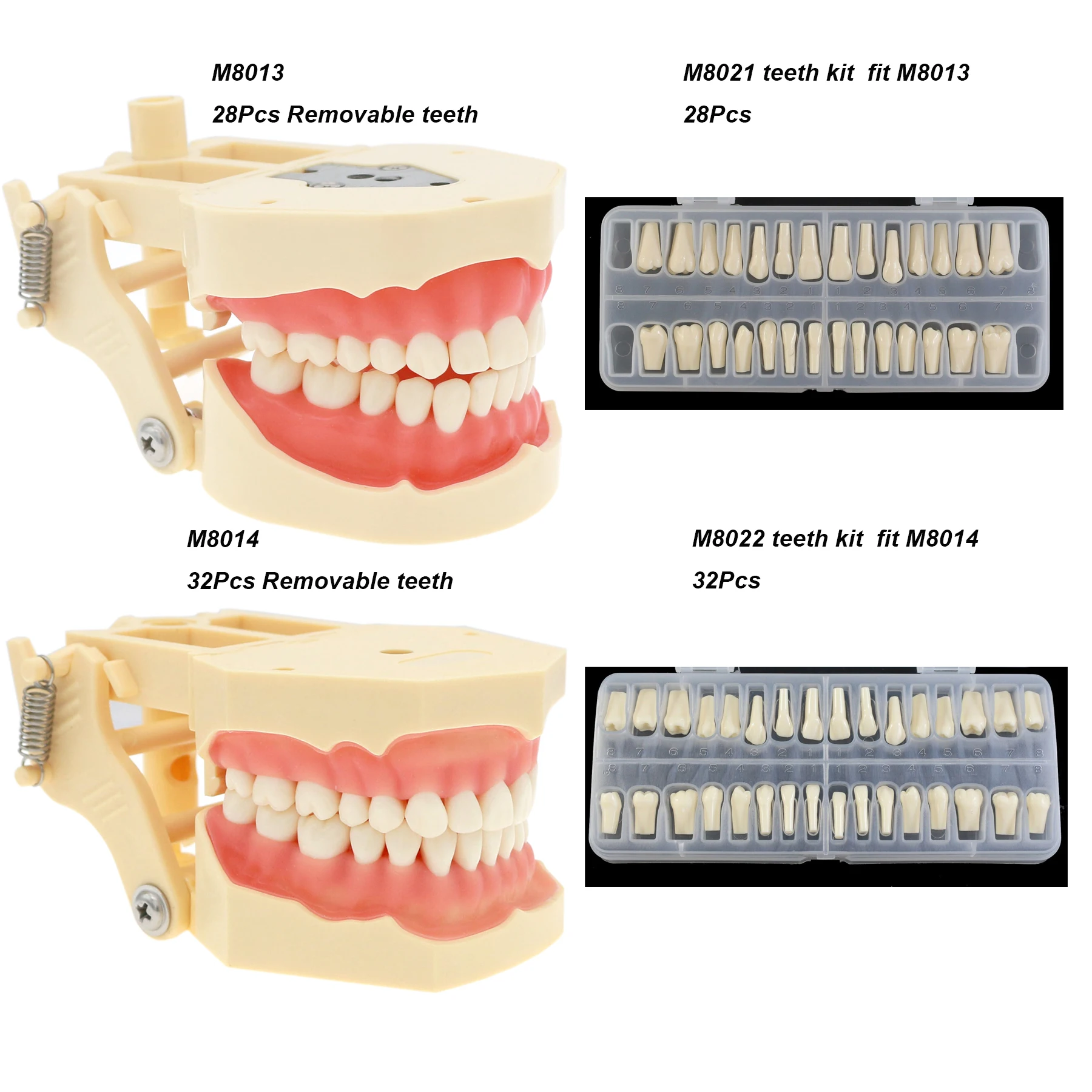 Dental Teeth Model Dental Teaching Models Implant Model Removable Dentistry Model Teeth For Training Studying Patient Education