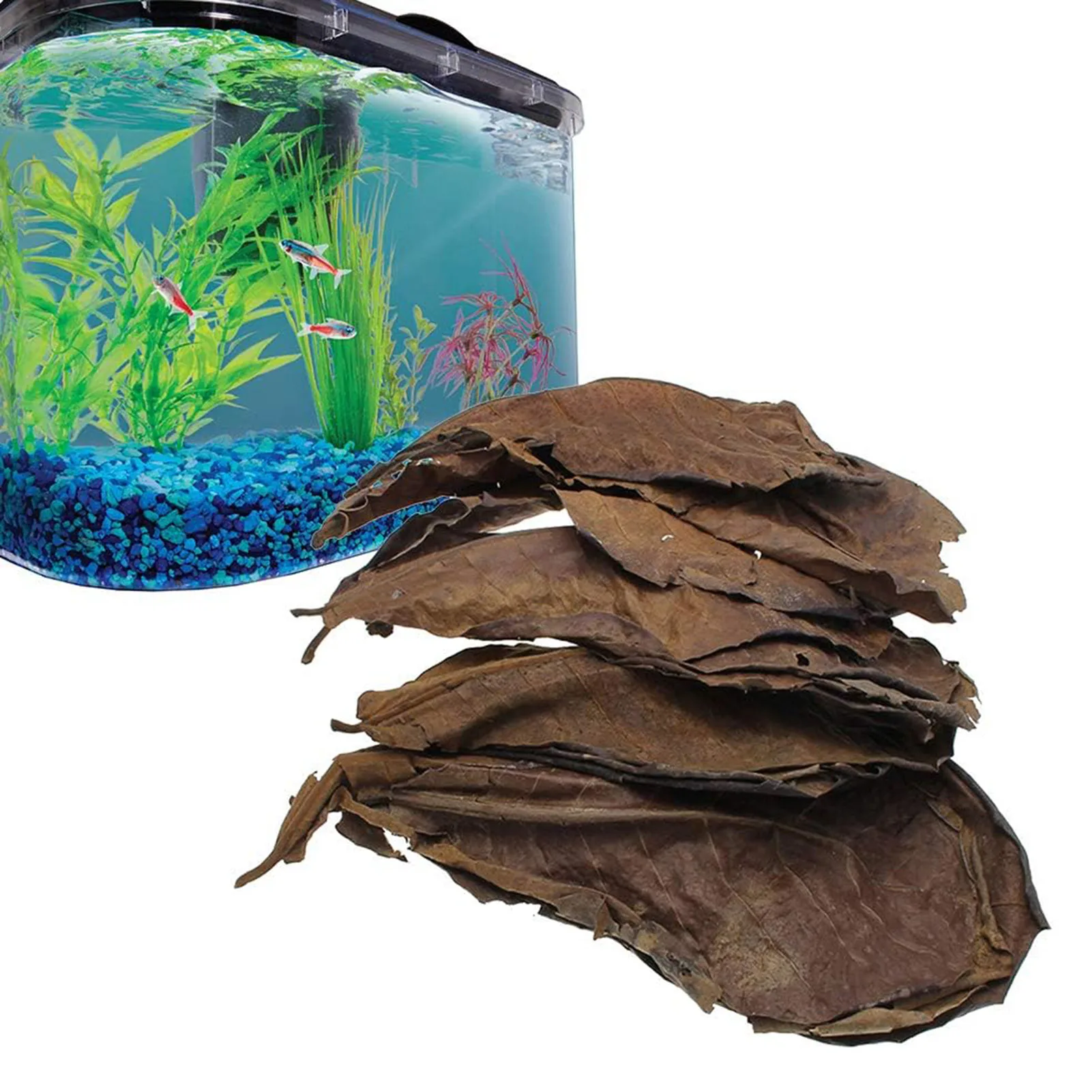 Indian Almond Aquarium Leaves 3