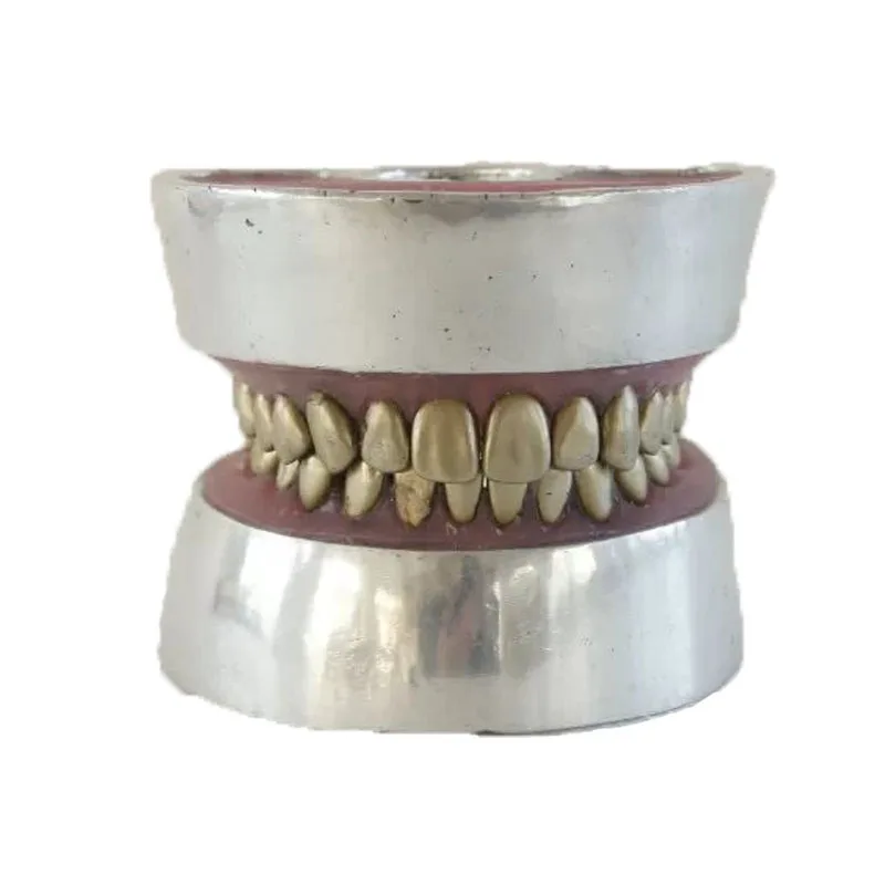 Medical Teaching Metal Teeth Extraction Dental Model