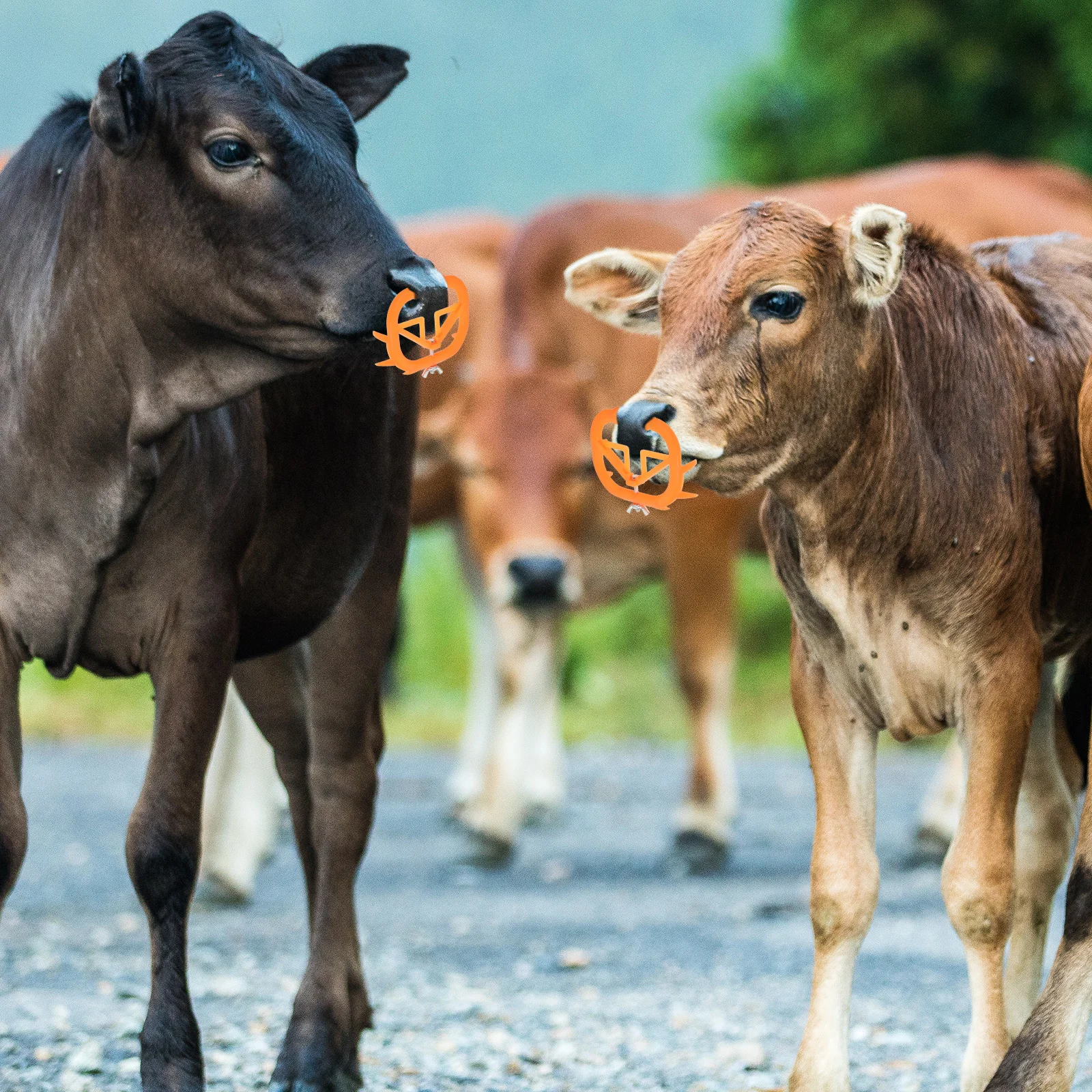 5pcs Penahan Puting Sapi Anti-Menyusui Anak Sapi Alat Penyapih Plastik Tahan Lama Bulat Halus Mudah Dibersihkan Label Telinga Ternak