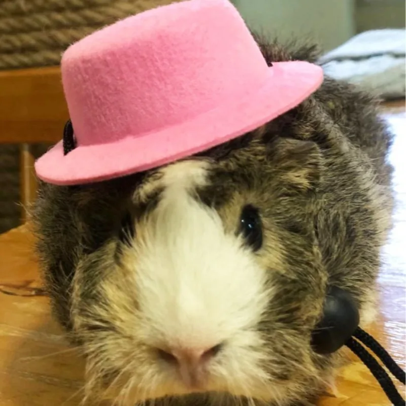 Conjunto de sombrero de fiesta para mascotas, conejillo de indias, hámster, Chinchilla, erizo, traje de transformación para Festival, disfraz pequeño