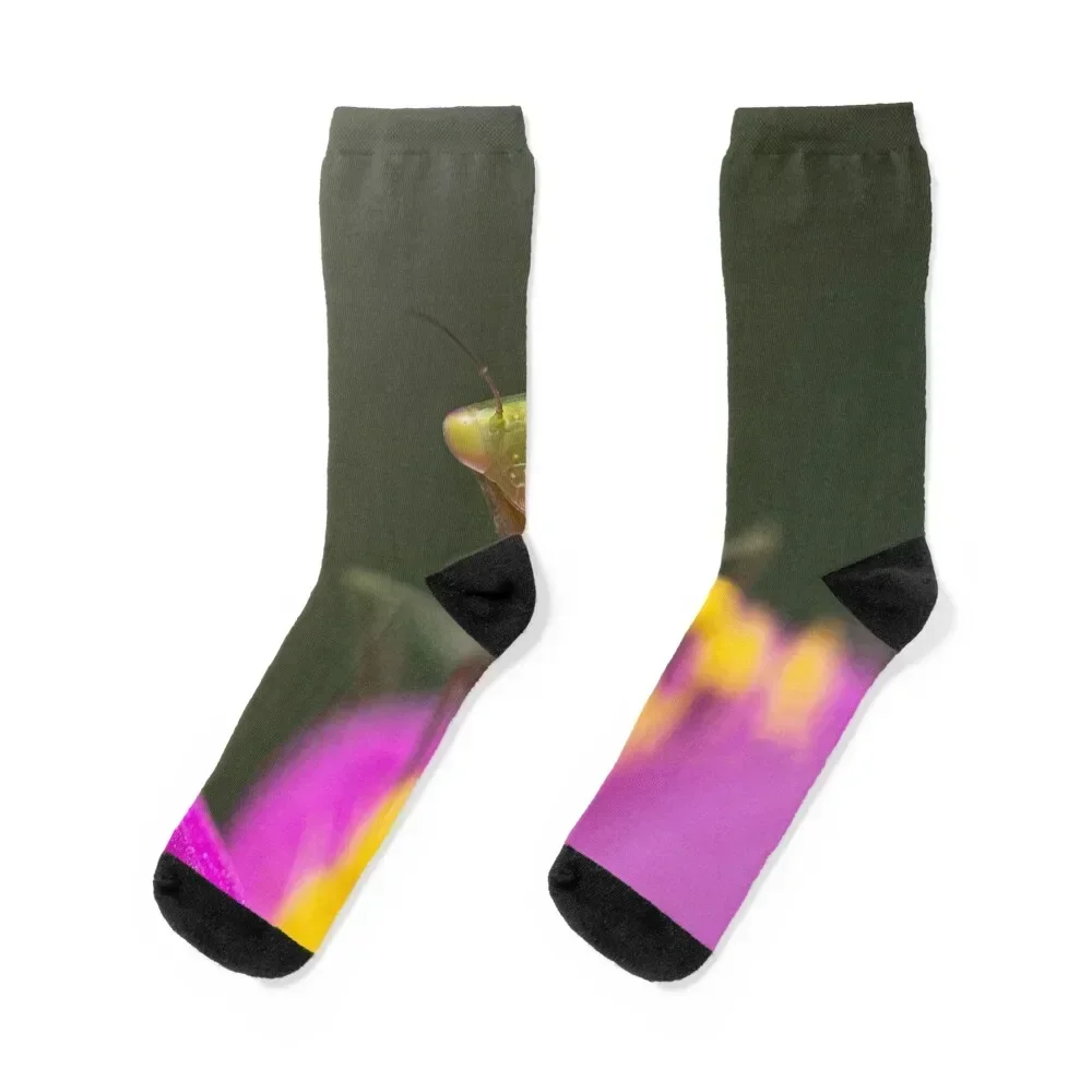 Baby green garden mantis on cosmo flower Socks Climbing Wholesale tennis Socks Girl Men's