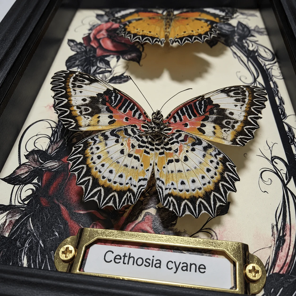 Cethosia Cyane Butterfly, Double Sided Wing Display, Dark Gothic Vintage Black Gold 7 Inch Box Wall & Shelf Decor