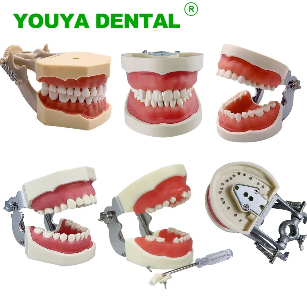 

Standard Dental Model With Screw-In Teeth Dental Demonstration Model For Dentistry Technician Practice Training Study Teaching