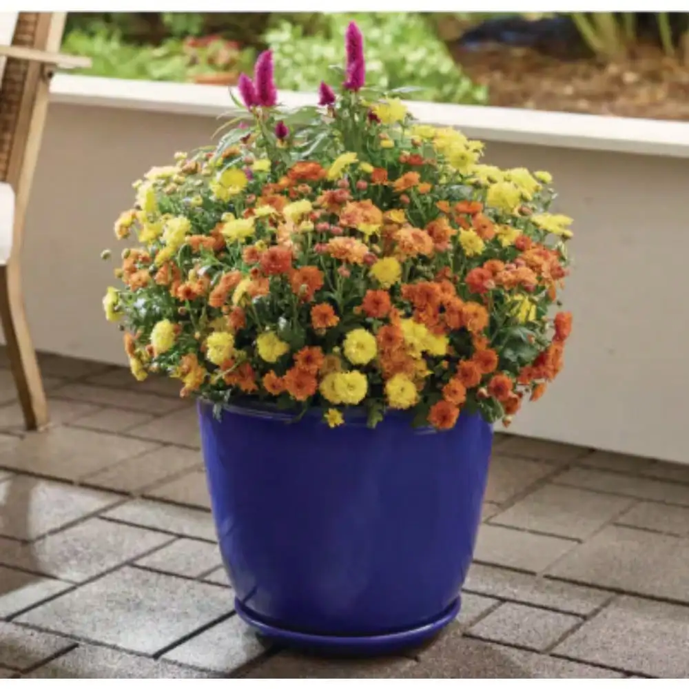 

Plant Pots, Durable lightweight construction and weather resistant, Medium size provides room for roots to grow