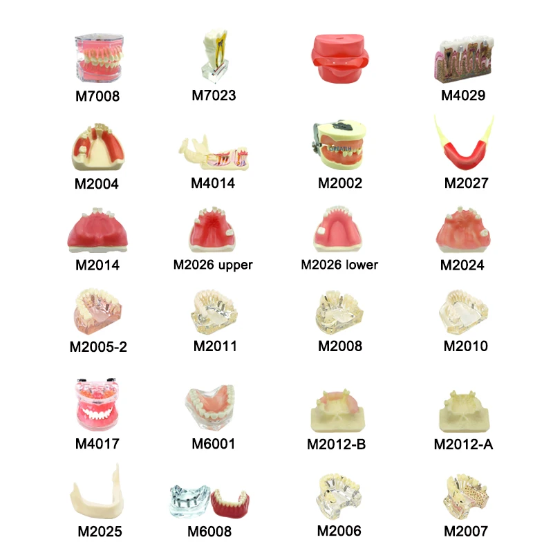 

72types Dental Teeth Model Implant with Removable Training Demonstration Model Mandible Tissue Anatomical Model Dentist Material