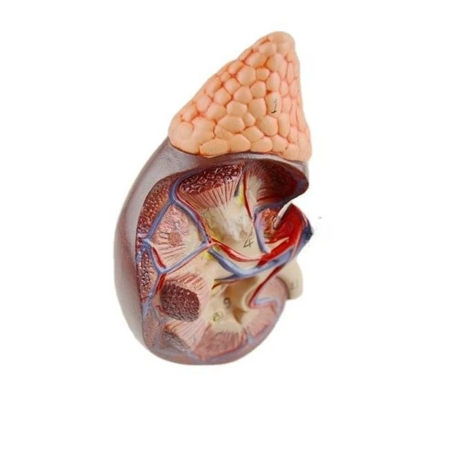 Human kidney model renal anatomy urology detachable teaching popular science teaching aids