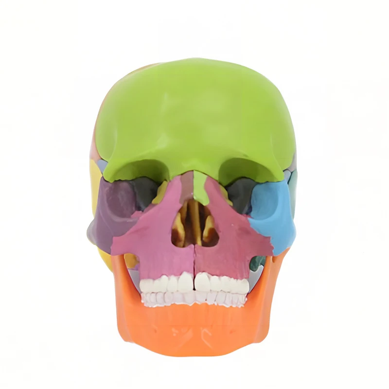 15pcs / set 4D Detachable Color Mini Skull Anatomy Model Detachable Medical Teaching Tool