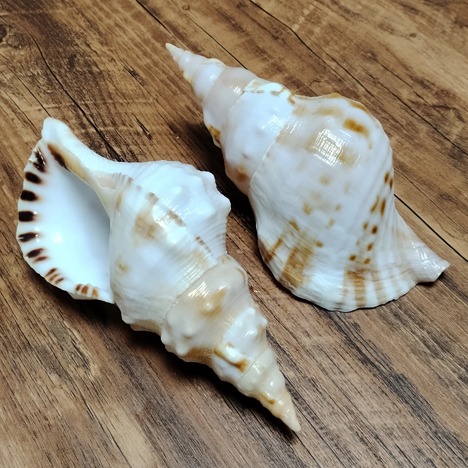 Saul's Triton Shell, Giant Frog Shell Charonia Lampas Sauliae Specimes for Decorating Nautical Home Decor Wedding Party