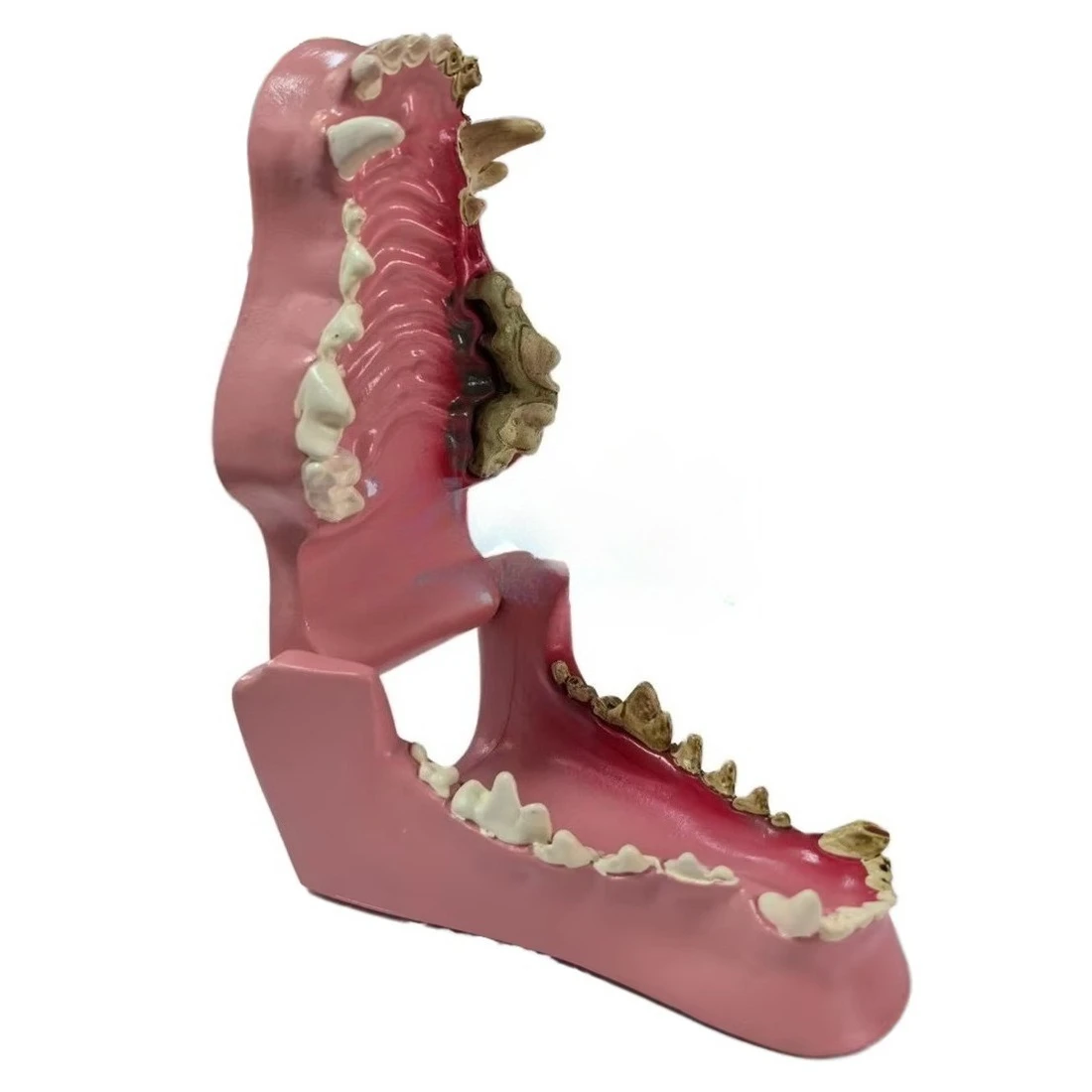 Dog Pathological Tooth Model, Dog Tooth Model, Pet Teaching Demonstration Model Diseased Oral Cavity