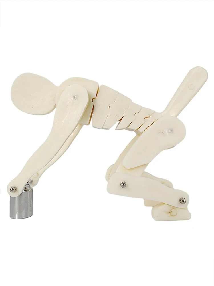 modelo-de-demostracion-del-estres-en-la-columna-vertebral-mientras-doblar-y-levantar-pesas-soporte-de-base-de-correa-material-didactico-medico