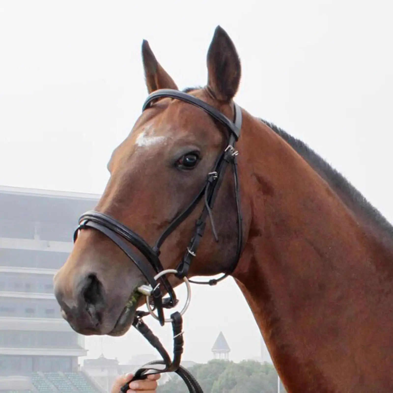 ステンレス製の馬用スナッフルビット、錆びないスイートブライドルローラーチーク、競技馬術用ウェスタンハーネス