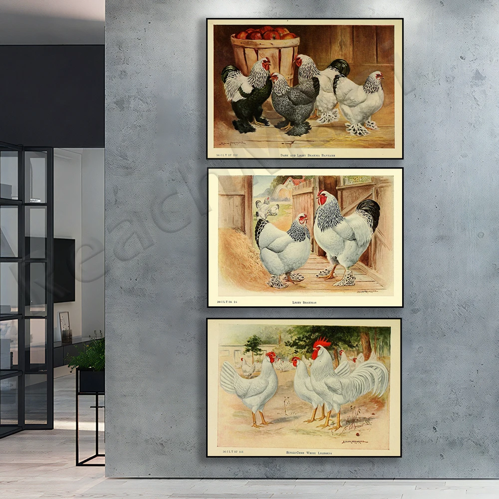 Burger Chicken, White Spot Chicken, Brahma Bantam, Orpington Chicken, Lehen Chicken, Cochin Chicken, Country Chicken Poster
