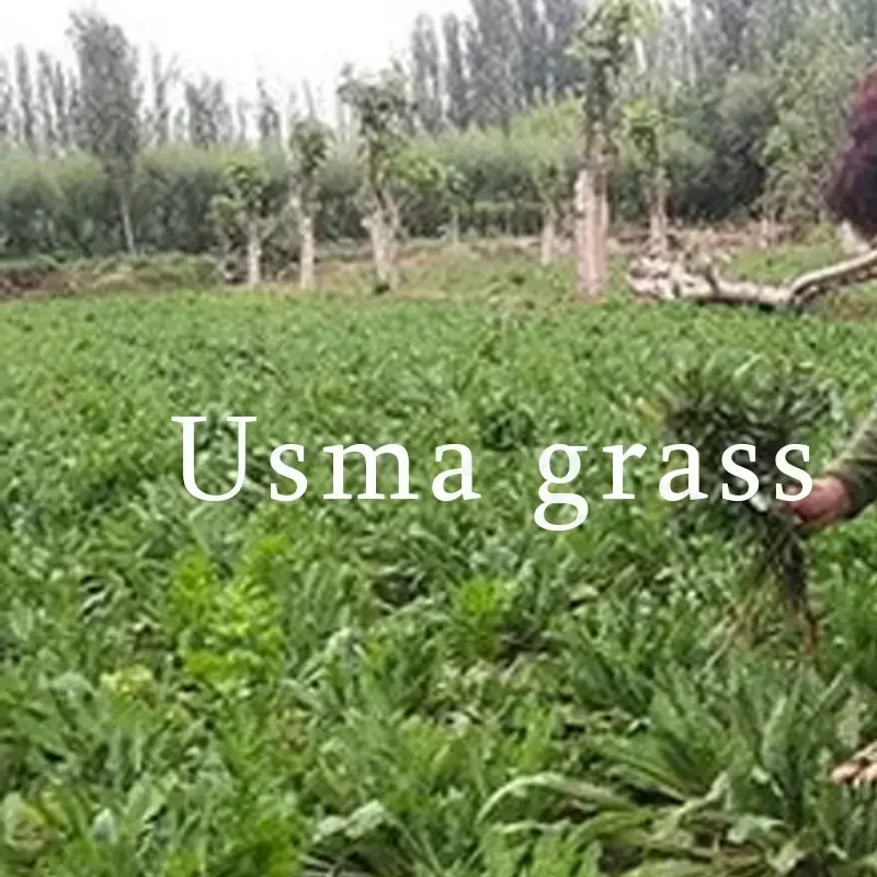 Usma Grass Eyelash Nourishing Liquid Nutrient Liquid Promotes Hairline Eyebrow Eyelash Hair Seam Growth Grass Juice Pulp