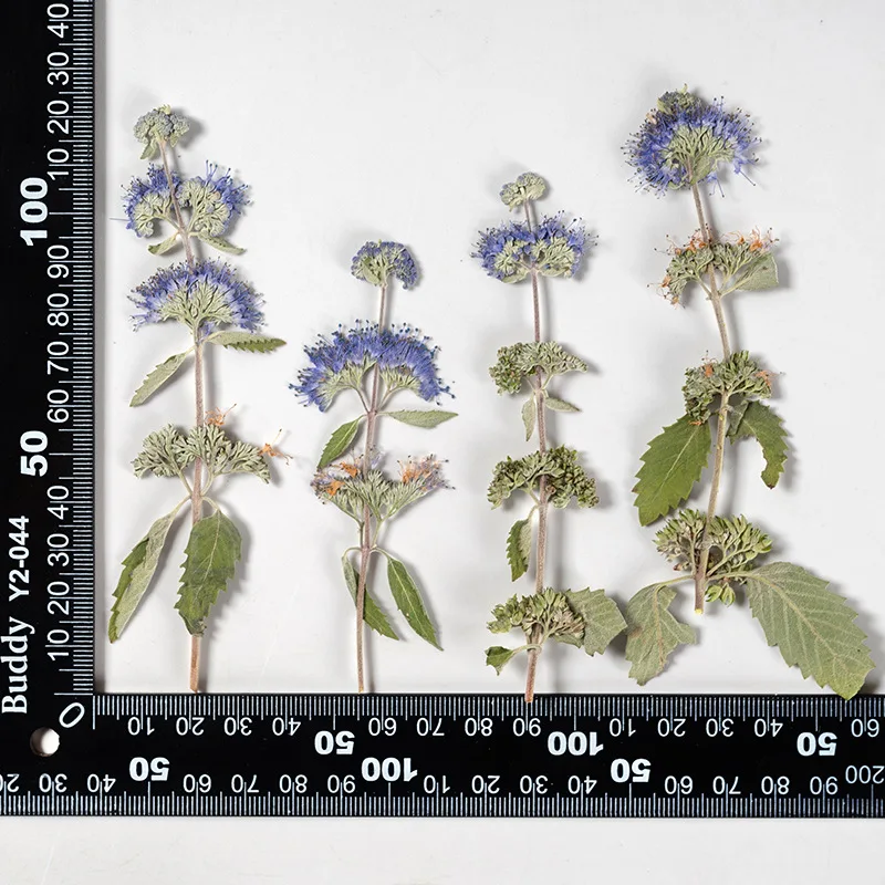 500pcs Pressed Dried Caryopteris incana  Flower Herbarium Jewelry Postcard Bookmark Frame Phone Case Face Makeup Lamp Card DIY