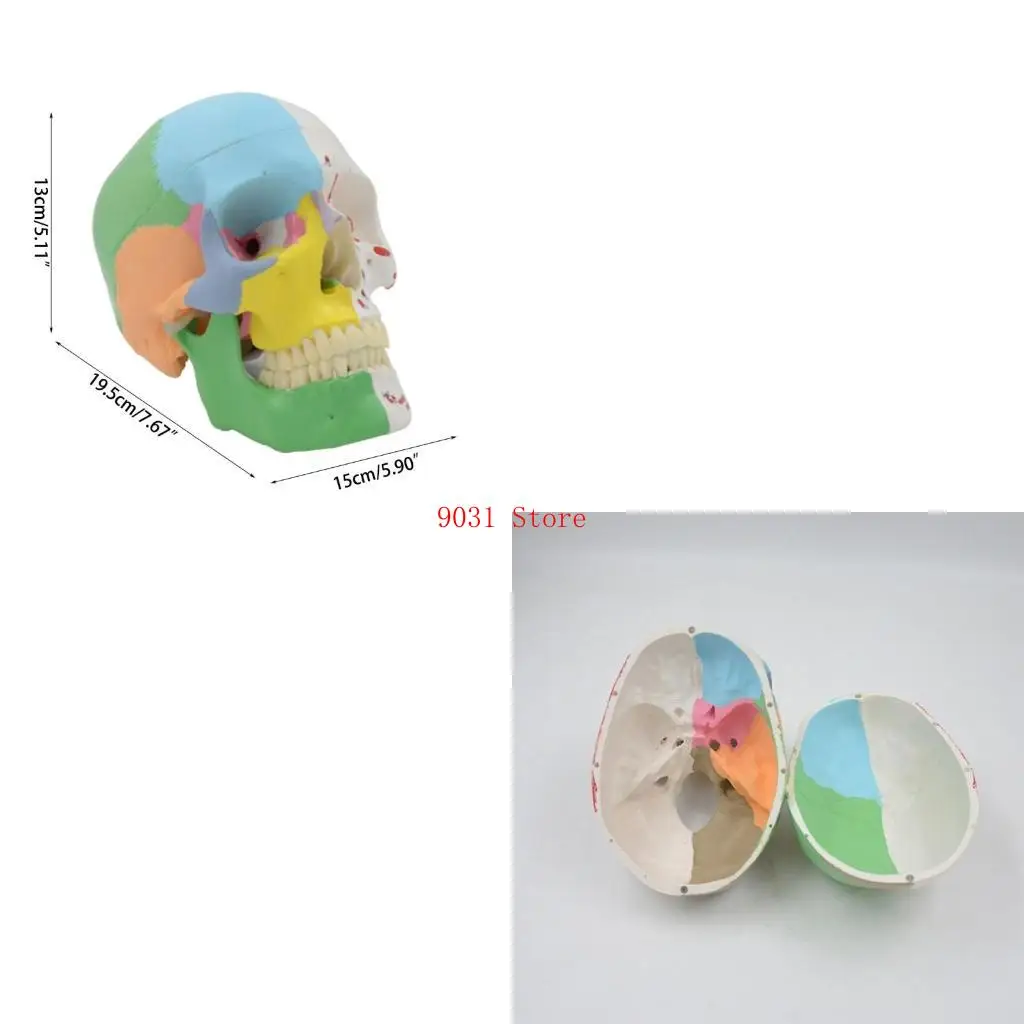 Schädelmodell Bildungsmodell Humanes anatomisches Studienmodell PVC -Material