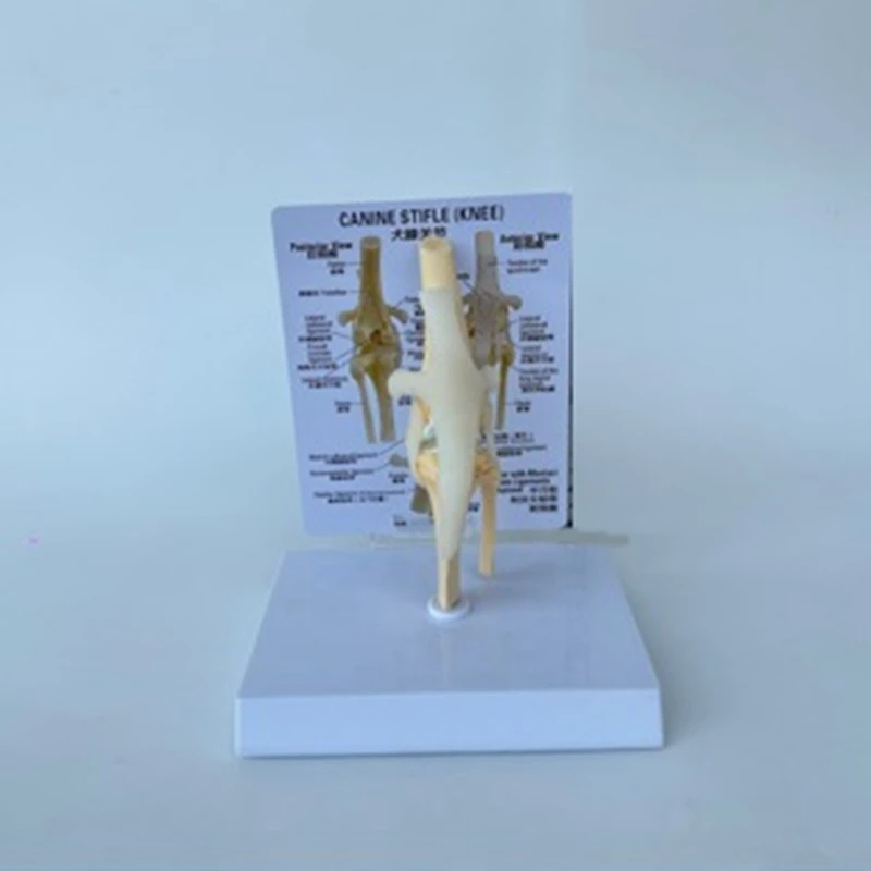 Canines Knee Model Dog Joint Anatomical Model Dog Skeleton Model Animal Skeleton Anatomy  Science Gift