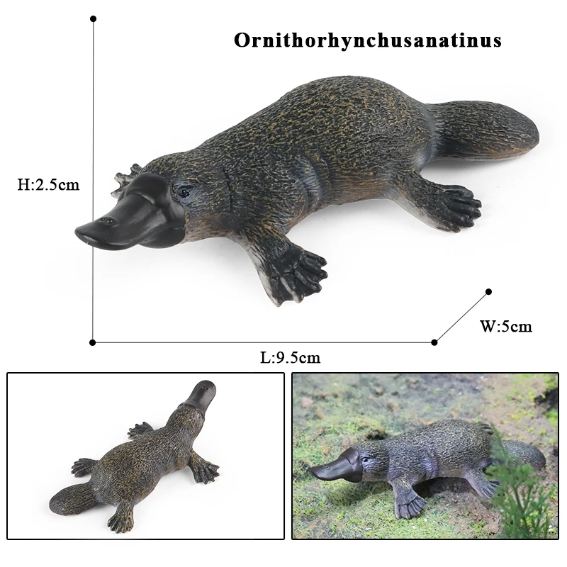 Oenux 클래식 호주 야생 동물 시뮬레이션 캥거루 코알라 Wombat 모델 액션 그림 입상 교육 장난감 아이를위한