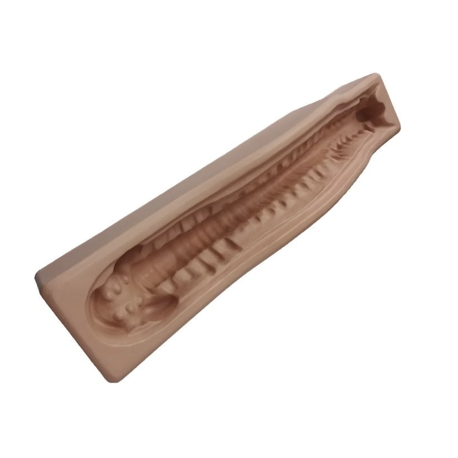 KyrenMed Sawbones Cervical Spine C1 to Sacrum S1 Model Holder C1-S1 Human Skeleton Bone Model Base Support Stand Spinal Anatomy