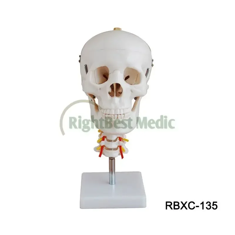 Colored Life-Size Bones Human Skull Model Medical Anatomical Skull Model Bones Model