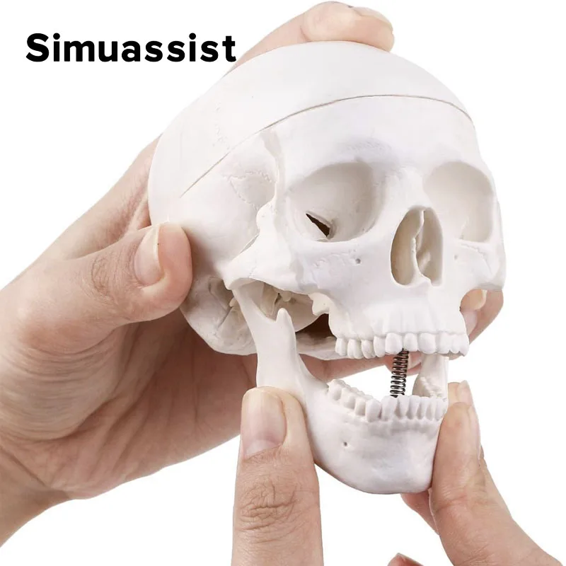 Mini Skull Model Human Anatomical Head Medical Model Detachable Art sketch Props Medical Student Teaching