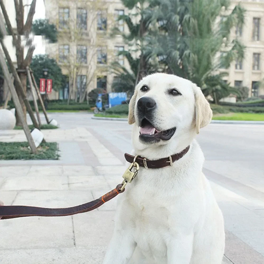 قابل للتعديل جلد طبيعي طوق الكلب ، البني ، الثقيلة ، النمط الكلاسيكي ، الصغيرة والمتوسطة ، سلالات كبيرة