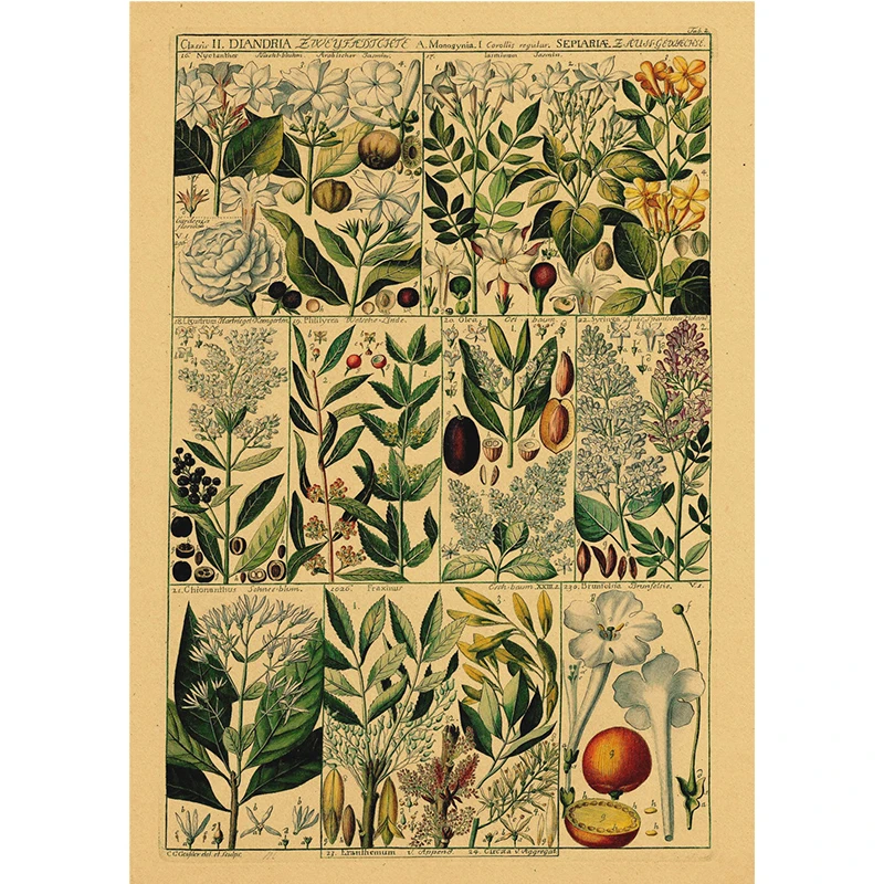 Insects Plants Animals Fruits Poster Plants Kraft Paper Posters Vintage Home Room Bar Cafe Decor Aesthetic Art Wall Painting
