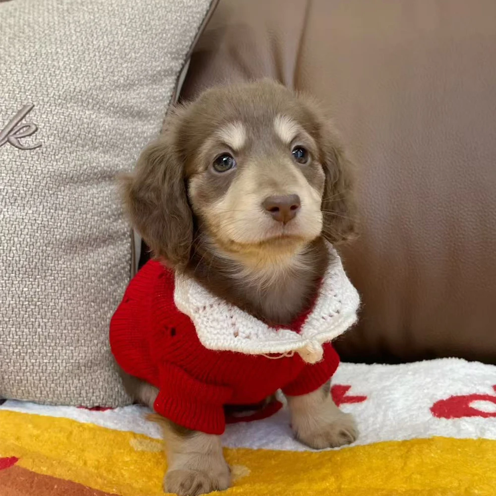 

Red Scarf Lace Sweater for Miniaturedachshund Hand-knitted Coat for Small Mid Badger Dogs Warm Loungewear for Dachshund Dogs