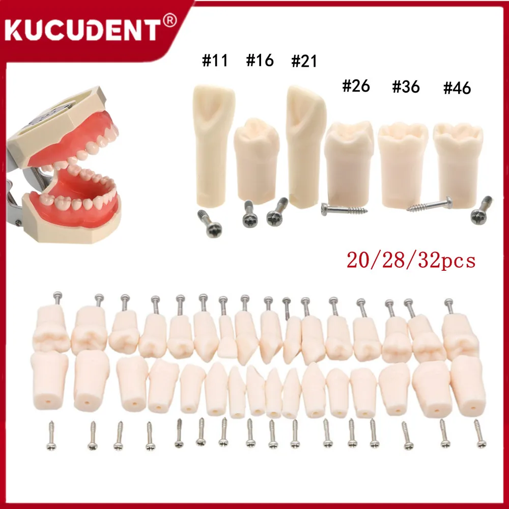 28/32 Replacement Tooth Model for Dental Technician Practice Training Studying Typodont Standard Resin Teeth Fit Nissin 500 Type