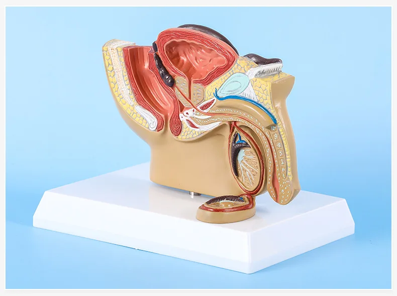 Male And Female Sagittal Pelvic Anatomy Model  Male Reproductive Organ Model Reproductive System Model Medical Teaching Supplies