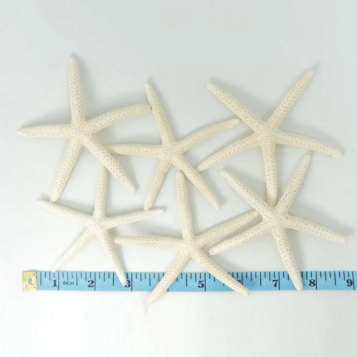 ABFN-12PCS نجم البحر الأبيض الإصبع 5-10 سم نجم البحر المزخرف بخمسة أصابع