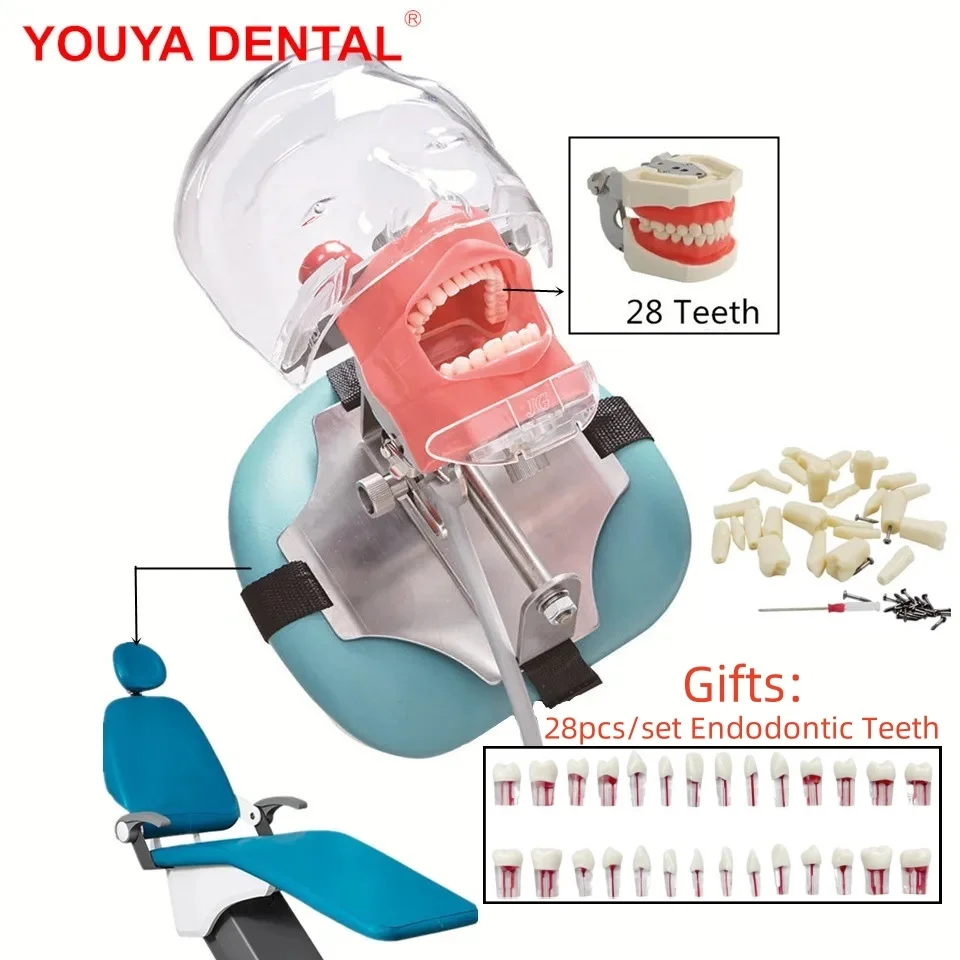 Typodont Dental Simulator Simple Head Model Dental Phantom Head With 28pc Endodontic Teeth Model Dentistry Manikin Training Unit