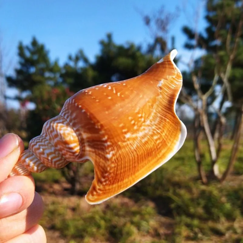 Natural Conch Shell Mirabilistrombus Listeri Specimen Snail Collection Snail Home Decoration Ornaments Ocean Decor Cowrie Shells