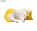Brown white tabby