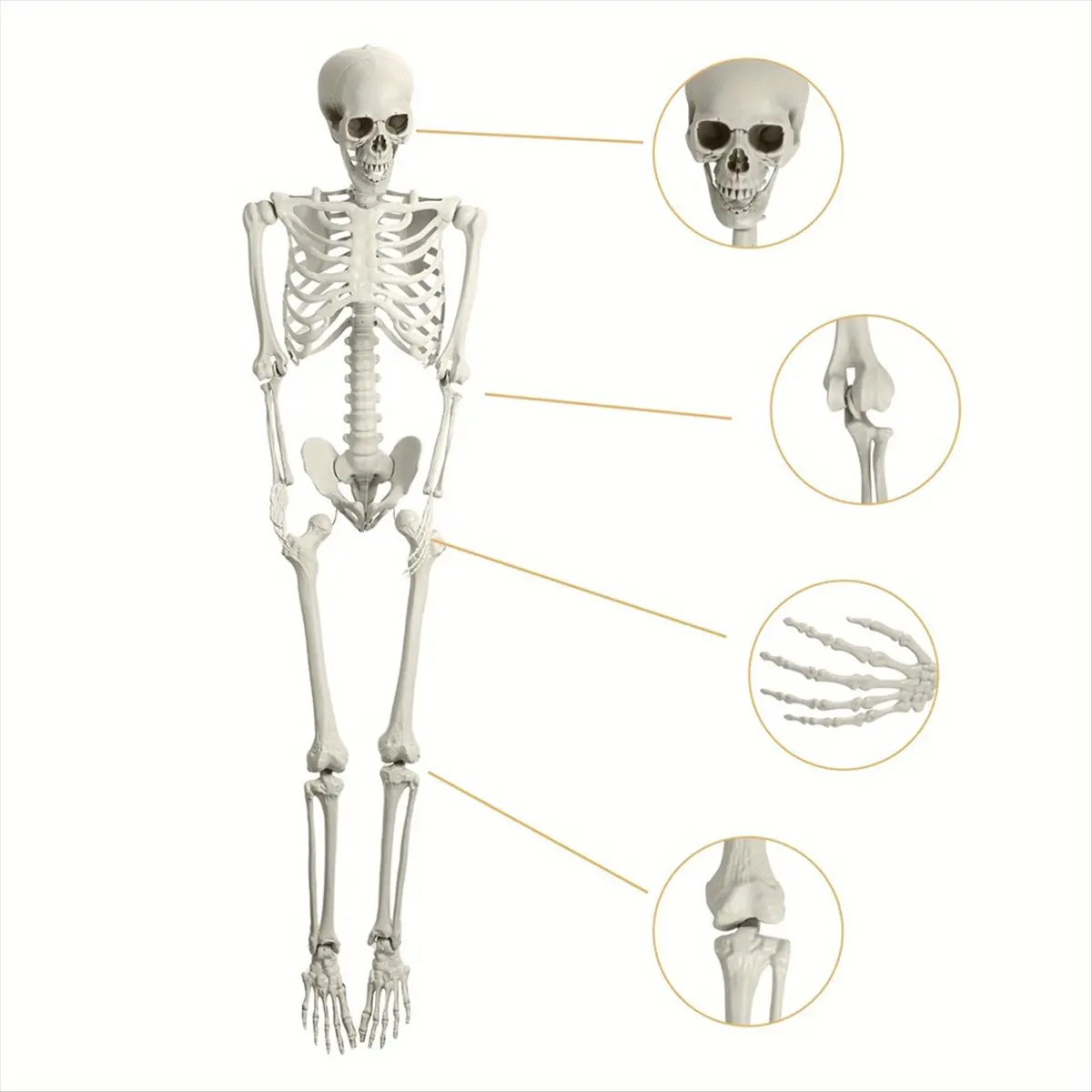 ABLG Halloween Skeleton Decoration, Posable Full Body Skeleton with Movable Joints, Spooky Prop for Yard, Garden, Lawn, Patio