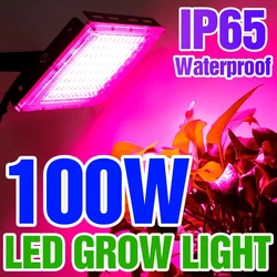 Luz Led para cultivo de plantas, lámpara hidropónica de espectro completo de 220V, fitoamplificadores LED para invernadero, iluminación para cultivo de flores de 50W y 100W