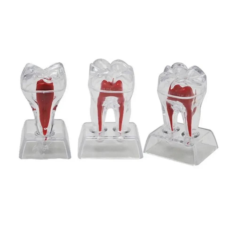 With Base Decomposable Dental Teeth Model Separable Detachable Dental Anatomical Structure Hard Single Tooth
