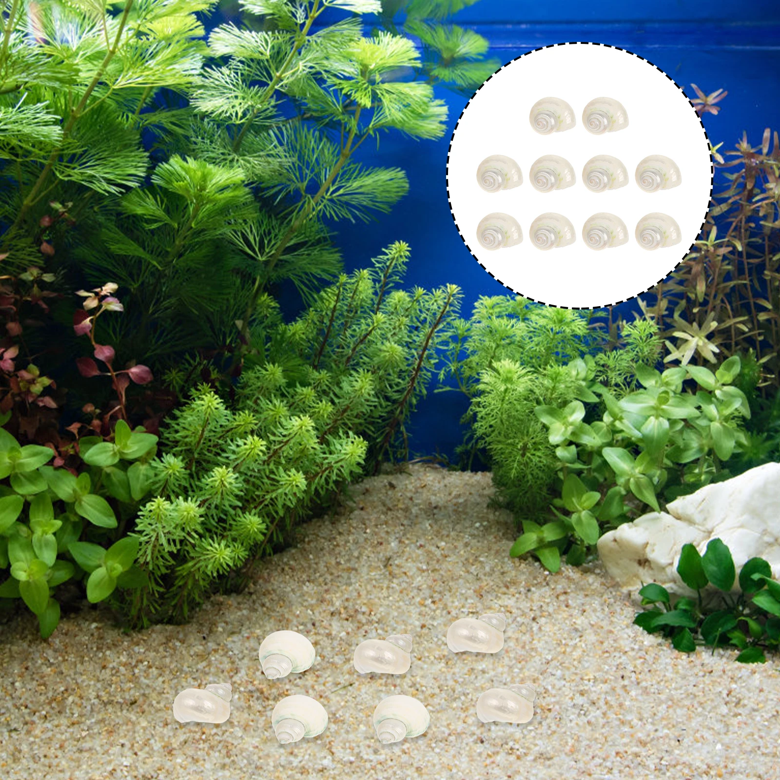 

10Pcs Natural Conch Hermit Crab Shells Fish Tank Decor Aquarium Shell Adorns Simple Generous Design Hermit Crab Shells