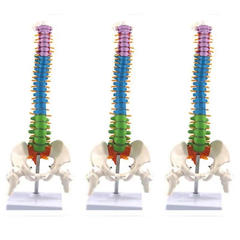set-di-3-modelli-anatomici-della-colonna-vertebrale-umana-da-45-cm-con-pelvi-risorse-didattiche-per-studenti