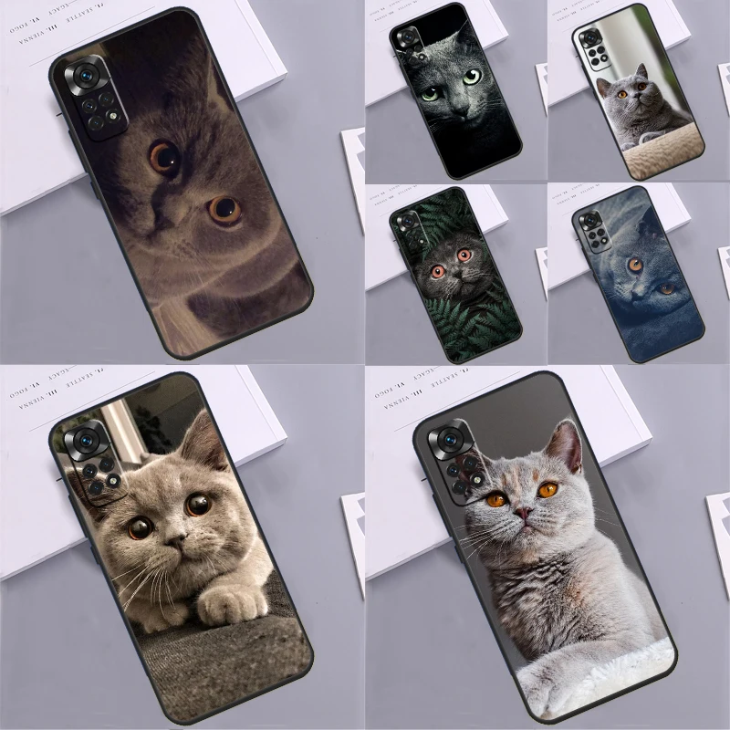 British Shorthair C…