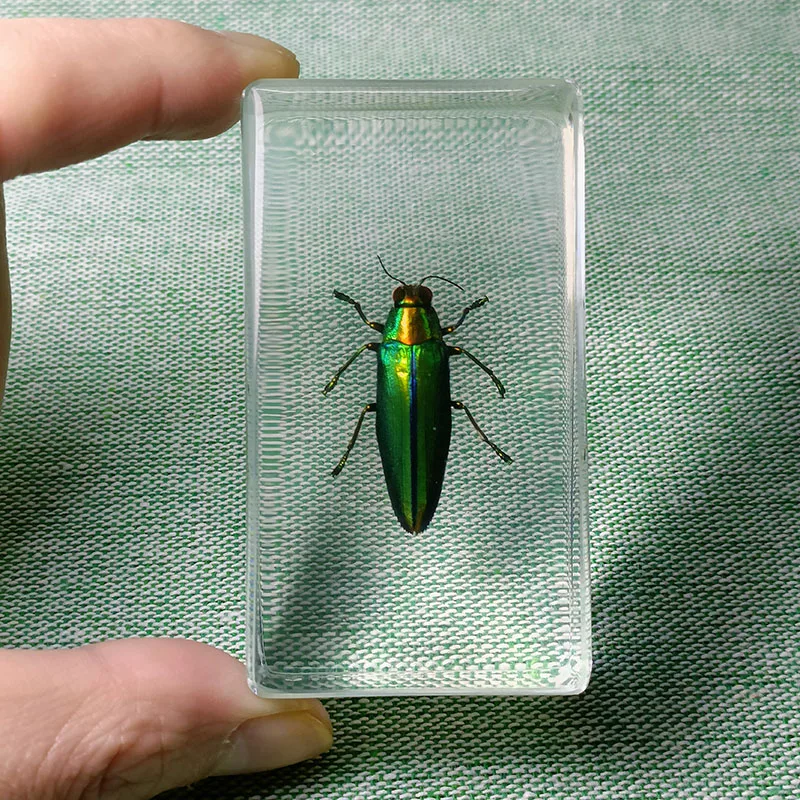 New Insects Specimens Resin Wrapped In Variety Real Insects Suitable for Science Education Cognitive Koleksi Hobi Serangga 7.3cm