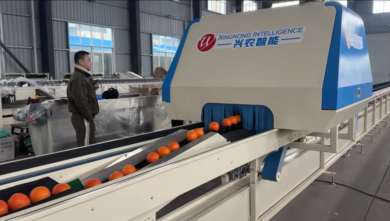 Selezionatrice multipista intelligente per agrumi di diametro medio di frutta Nucleo del motore dell'attrezzatura per macchine agricole