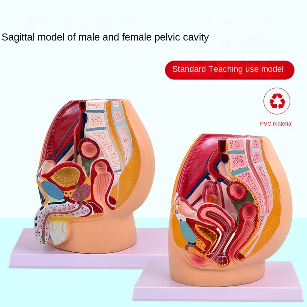 Sagittal Pelvic Anatomy Model Male And Female Male Reproductive Organ Reproductive System Uterus Medical Teaching Model