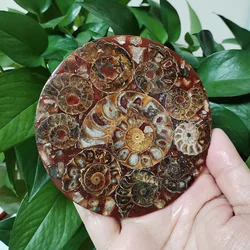11CM Natural Ammonite Disc Conch Nautilus Specimen Healing Decoration Gift Coaster Art Disc Quartz Crystal Cup Mat Stone