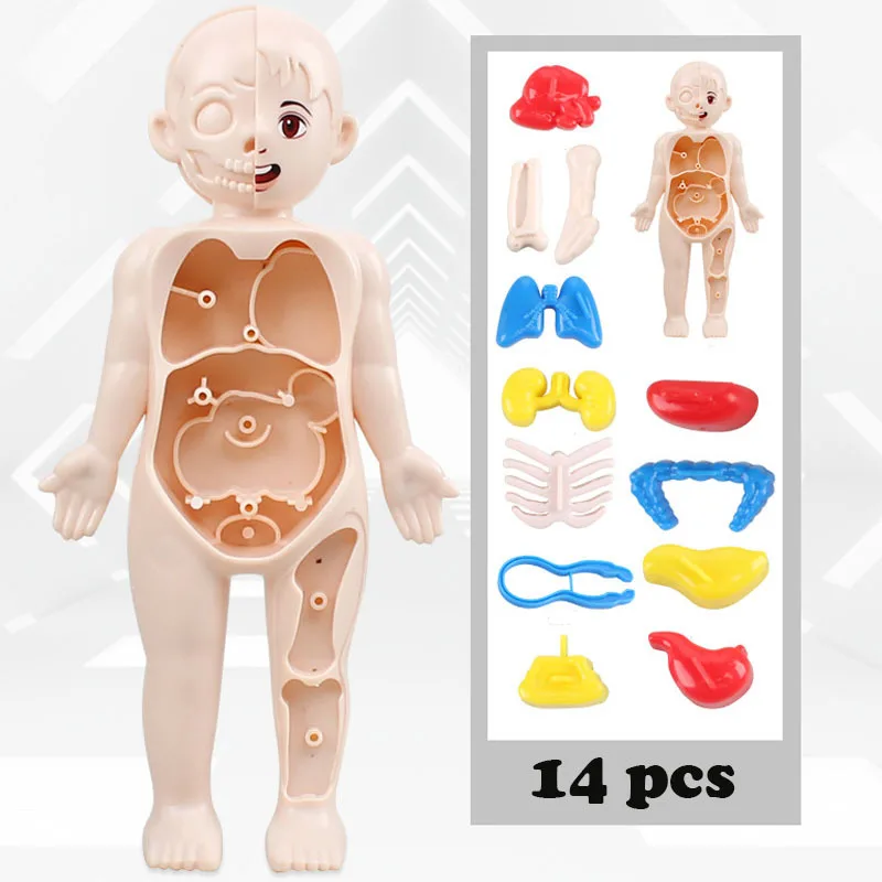 Dziecko Montessori 3D Puzzle zabawka, ludzkie ciało Model anatomiczny nauczanie edukacyjne zabawka do montażu organów, narzędzie do nauczania dla dzieci