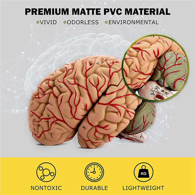 

OFSS-Human Brain Model,Life Size Human Brain Anatomy Model With Display Base, For Science Classroom Study & Teaching Display
