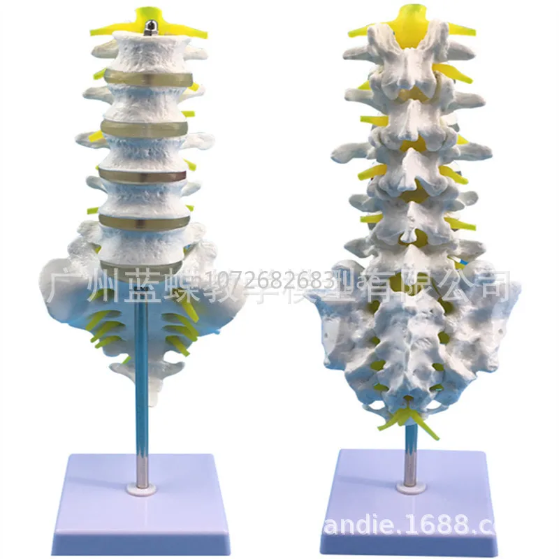 

Five-Section Lumbar Spine with Tail Vertebra Model Adult Lumbar Spine with Tailbone Spinal Nerve Lumbar Disc Demonstration