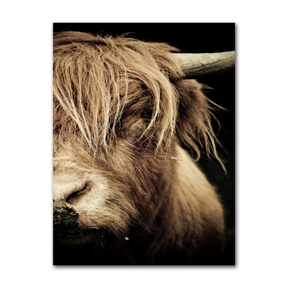 Cattle  Print On Canvas Wall Art Pictures Animal painting --2026--Abstract Scottish Highlander